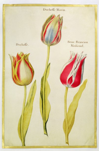 Tulpen, ca. 1675 von Nicolas Robert